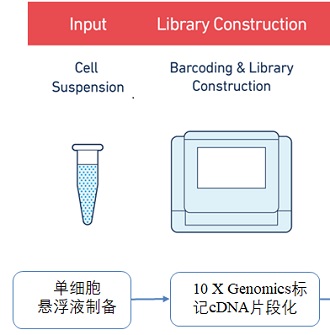 10 X Genomics单细胞测序