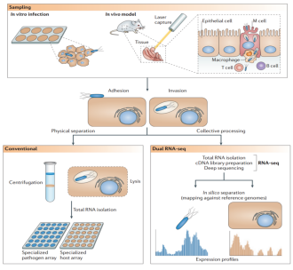 mRNA