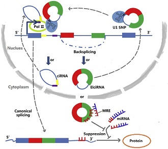 circRNA