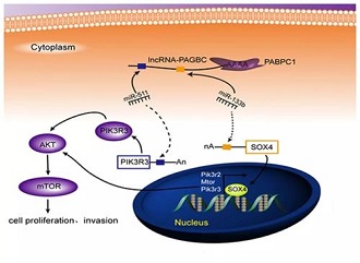 LncRNA